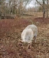 raccolta di tartufo nero con l'aiuto di un maiale a lalbenque, francia foto