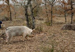 raccolta di tartufo nero con l'aiuto di un maiale a lalbenque, francia foto