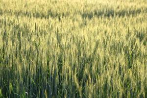 grano verde al campo dell'azienda agricola biologica
