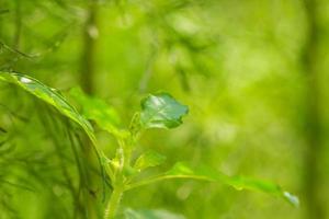 foglie di basilico su verde