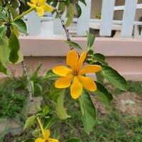 carino e colorato fiori con verde le foglie nel un' tropicale nazione. foto