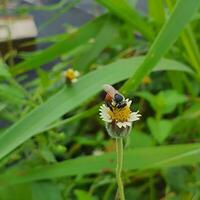 poco ape mangiare fiori nel un' tropicale nazione sotto il caldo sole. foto