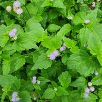 piccolo fiori e verde le foglie nel tropicale paesi nel estate. ai-generato. foto