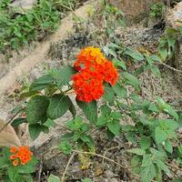 piccolo fiori e verde le foglie nel tropicale paesi foto