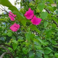 carino e colorato fiore con verde le foglie nel un' tropicale nazione. foto