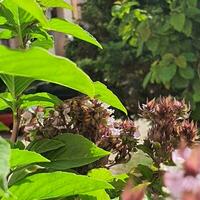 piccolo fiori e verde le foglie nel tropicale paesi foto