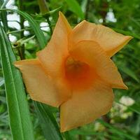 piccolo fiori e verde le foglie nel tropicale paesi foto