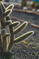 pianta di cactus nel parco foto