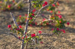 fiore di cactus rosso foto