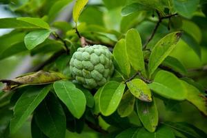 mele alla crema o mele zuccherate o annona squamosa linn. crescere su un albero. foto