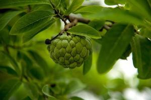 mele alla crema o mele zuccherate o annona squamosa linn. crescere su un albero. foto