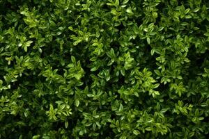 tiro di naturale verde parete fatto di le foglie foto