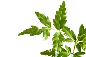 foglia di neem medicinale su sfondo bianco. azadirachta indica. foto