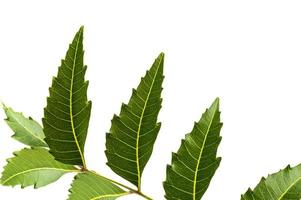 foglia di neem medicinale su sfondo bianco. azadirachta indica.