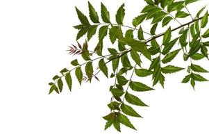 foglia di neem medicinale su sfondo bianco. azadirachta indica.
