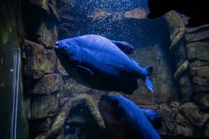 blu piranha pesce nuotare nel acquario. foto