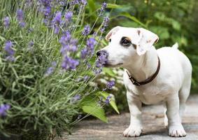 cane bianco jack russel terrier foto