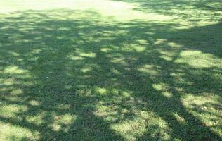 ombra di un' albero proiettato per il terra. ombra nel il giardino. ombra di un' albero su il erba foto