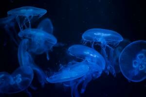 medusa su un' nero sfondo. medusa evidenziato nel blu leggero foto
