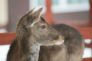 avvicinamento museruola di un' europeo cervo cucciolo senza corna. foto