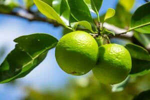 lime frutta su albero con selettivo messa a fuoco foto