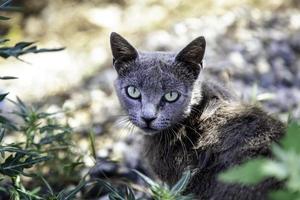 gatto grigio randagio foto