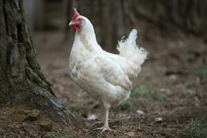 un' bianca pollo passeggiate in giro il cortile, godendo vita. foto