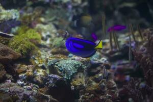 blu luminosa pesce chirurgo su il sfondo di multicolore coralli. foto