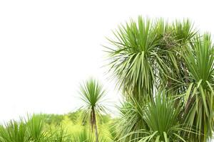 tropicale palma.giungla esotico pianta sfondo. foto