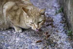 gatti randagi che mangiano per strada foto