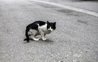 gatto ferito per strada foto