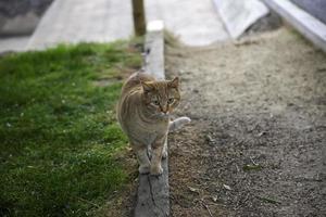 gatto di strada tabby arancione foto