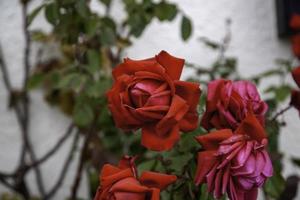 rosaio di rose rosse foto