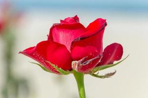 rosa rossa nella sabbia della spiaggia di copacabana a rio de janeiro.