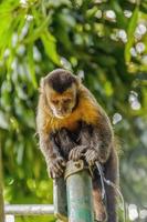 scimmie brasiliane all'aria aperta foto