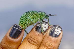 insetti brasiliani all'aperto foto