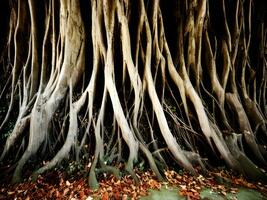 radici di un' tropicale foresta foto