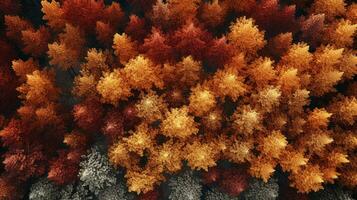 aereo Visualizza di un incantevole autunno foresta con vivace tonalità di arancia, rosso, e oro ai generativo foto