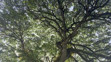 parte inferiore Visualizza su di grande aereo alberi o platanus nel un' parco. luce del sole su il albero corona. natura sfondo. foto