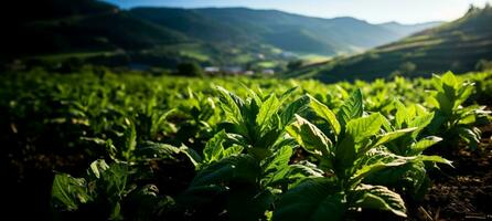 il ambientale urto di tabacco coltivazione foto