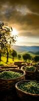 tradizionale cesti pieno con appena raccolto olive nel un' sole inzuppato Toscana campo foto