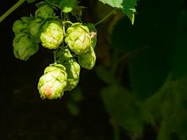 maturazione nel autunno di fresco verde luppolo coni su un' ramo. Usato per fabbricazione birra, pane, nel medicinale, farmacologia, avvicinamento foto