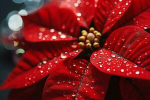 un' rosso Natale poinsettia fiore, con acqua gocce su esso. mattina Alba retroilluminazione. ai generato. foto