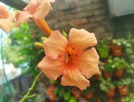 naturale bellissimo di arancia colore ampsis grandiflora, Cinese tromba pianta rampicante rami o vigoroso tromba vite è un' genere di fioritura impianti . foto