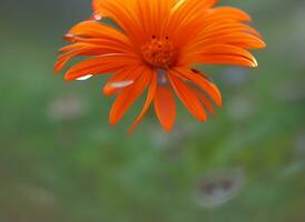 Visualizza di colorato bellezza di fiore impianti di ai generato foto