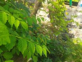 gratuito Scarica di verde le foglie albero nel giardino usi per interno arredamento e abbellimento. foto