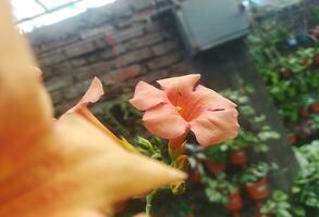 naturale bellissimo di arancia colore ampsis grandiflora, Cinese tromba pianta rampicante rami o vigoroso tromba vite è un' genere di fioritura impianti . foto