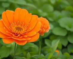 gratuito Immagine di alto qualità arancia colore lilly fiore acqua far cadere su il fiore ai generato. foto
