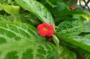 naturale fresco verde le foglie con episcia cupreata fiori fioritura su alberi con denso le foglie. il colore di il petali è rosso foto