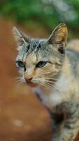 ritratto di un' gatto con verde occhi su un' sfocato naturale sfondo. foto